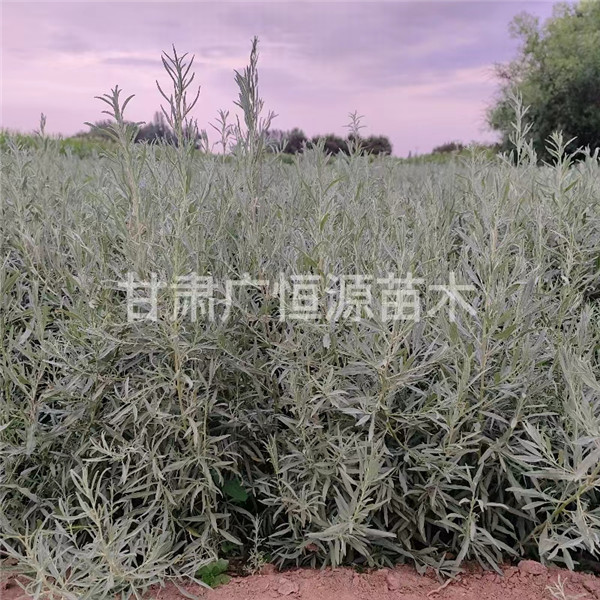 甘肃四翅滨藜苗批发