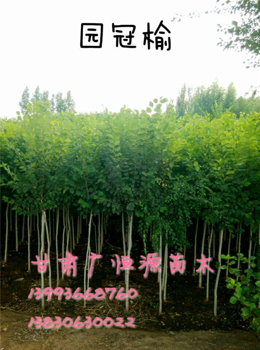 圆冠榆 