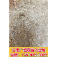 供应纯新红柳种子精品柽柳籽种 