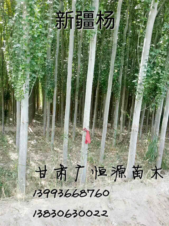 甘肃新疆杨 