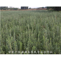 哪里有柠条锦鸡儿 