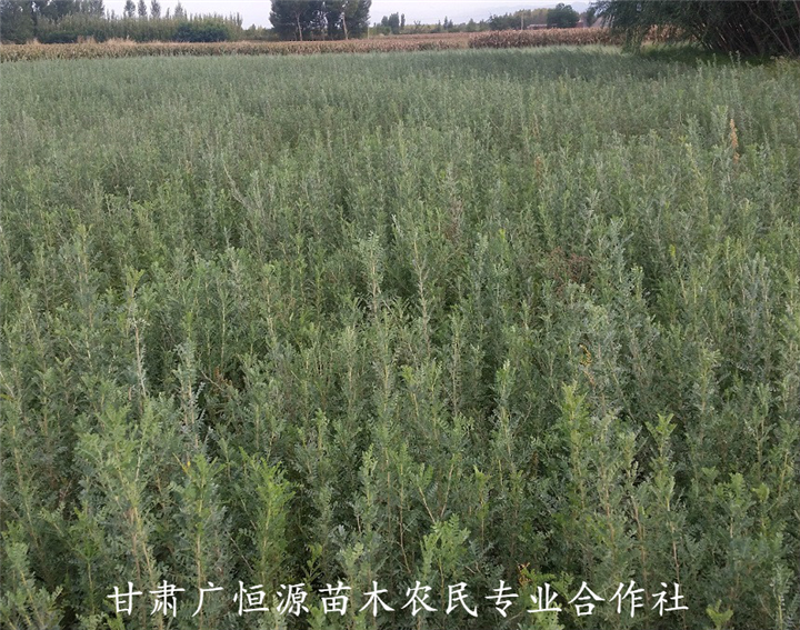 哪里有柠条锦鸡儿 