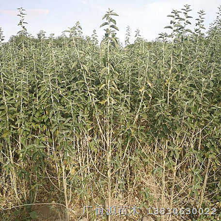 沙枣苗种植基地甘肃沙枣树苗 