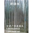 新疆杨树苗 