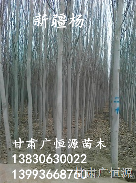 新疆杨树苗 