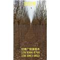 甘肃圆冠榆供应@优质圆冠榆基地@批发