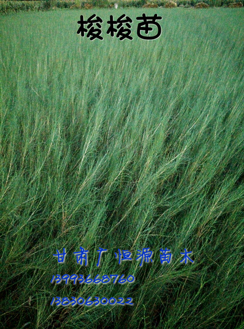 梭梭草 