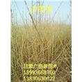 甘肃沙枣苗#优质沙枣苗基地#供应沙枣苗