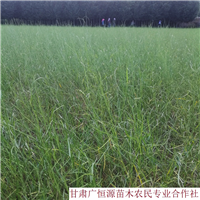苗圃直销30公分以上花棒 