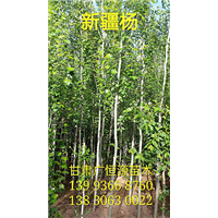 甘肃梭梭苗
