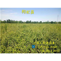 甘肃沙枣树苗┃甘肃红柳苗