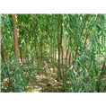 旱柳*旱柳基地*旱柳价格*旱柳基地*旱柳供应商 