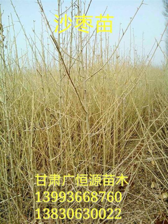 甘肃沙枣苗#优质沙枣苗基地#供应沙枣苗
