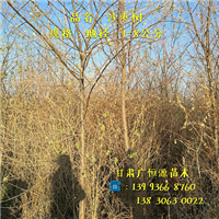 甘肃梭梭苗