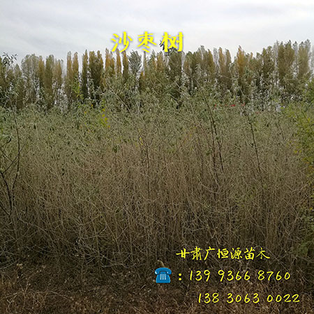 甘肃沙棘苗