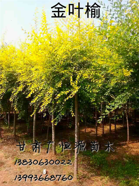 甘肃金叶榆基地|2015年金叶榆价格 
