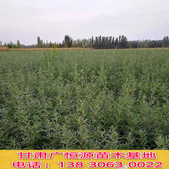 甘肃沙棘树苗 深秋红大果沙棘苗 