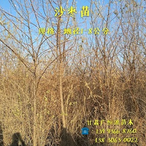 ┃甘肃梭梭苗┃甘肃沙枣树苗┃