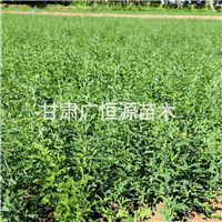 甘肃砂生槐批发