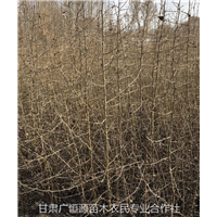 供应梨树砧木杜梨苗圃直销 