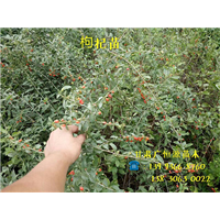 甘肃新疆杨苗