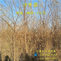 ┃甘肃梭梭苗┃甘肃沙枣树苗┃