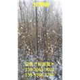 甘肃沙枣树#优质沙枣树基地#供应沙枣树