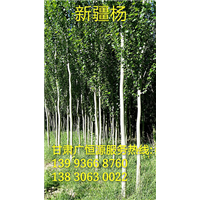 甘肃梭梭苗┃甘肃沙枣树苗
