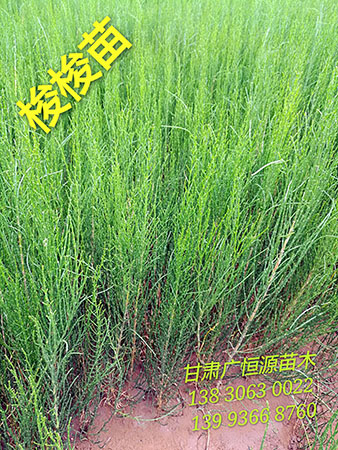 甘肃沙枣树苗┃甘肃红柳苗