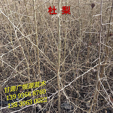 甘肃沙棘苗