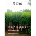 圆冠榆 