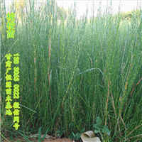 供应优质一炷香梭梭草
