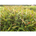 江西杜英苗，湖北杜英苗，湖南杜英苗