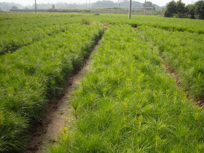 拟赤阳苗图片  江西拟赤阳苗  拟赤阳苗**报价 拟赤阳苗种植基地 江西拟赤阳苗价格