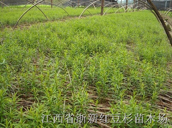 红豆杉营养杯小苗江西红豆杉 
