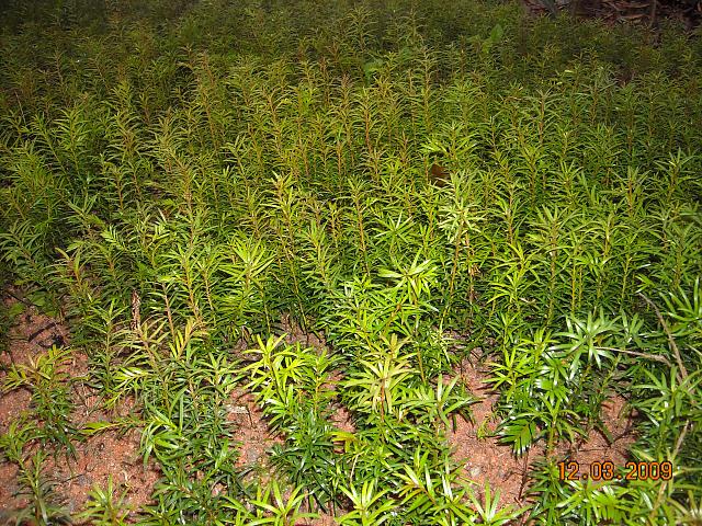■★2011**苗木供应商*江西红豆杉苗%江西红豆杉苗价格@江西红豆杉苗基地 