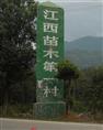 广东红豆杉苗，广东湿地松苗，广东马尾松苗