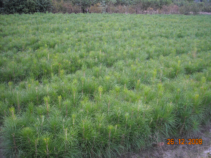 百度推广：2012年湿地松价格至2013年湿地松苗木价格 