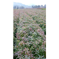 湖南桂花苗、江西桂花苗，湖北桂花苗