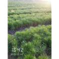 江西红豆杉苗批发 江西马尾松苗价格