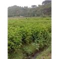 江西池杉苗价格 江西湿地松苗供应