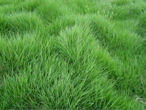 海南大叶油草-产品15 