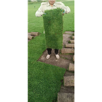 三亚草坪种植 