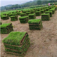 海南草坪价格