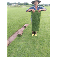屯昌草皮价格 