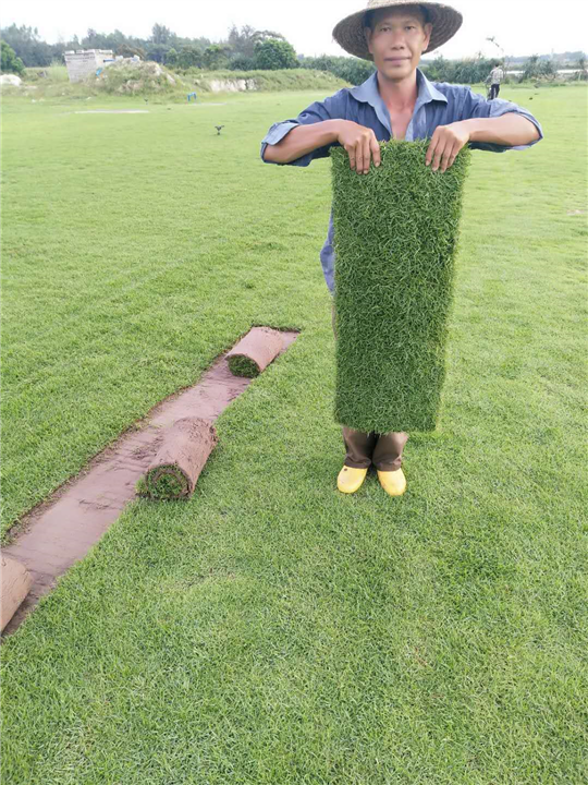 屯昌草皮价格 