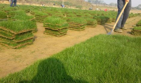 文昌草皮基地 