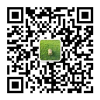 海南绿化草皮 