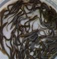 供应泥鳅种苗/供应优质泥鳅种苗热线