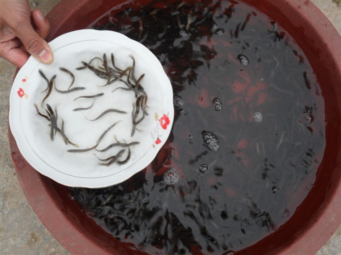 优质浙江泥鳅苗/专业泥鳅苗养殖 